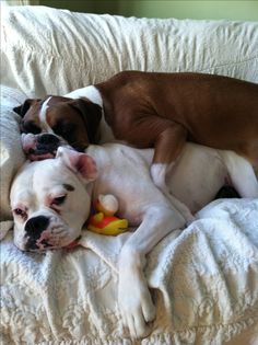 two dogs are sleeping on a couch with a toy