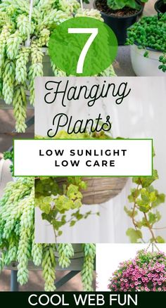 several hanging plants with text overlay that says 7 hanging plants low sunlight low care