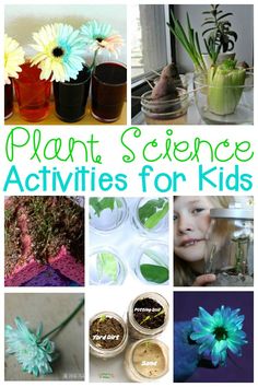 some plants and flowers are in vases with words that read plant science activities for kids