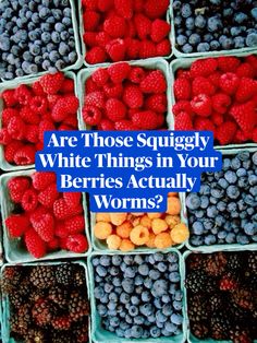 berries, raspberries and blueberries with the words are those squiggly white things in your berries actually worms?