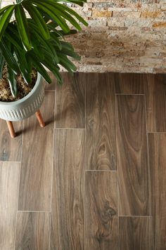 a potted plant sitting on top of a wooden floor