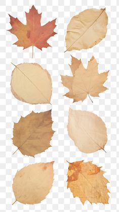 four different types of autumn leaves on a white background, with no image or text