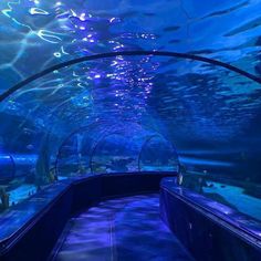 the inside of an aquarium with blue lights