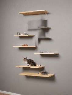 a cat sitting on top of wooden shelves