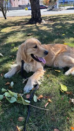 a golden retriever laying in the grass with its tongue hanging out