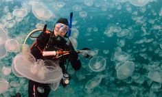 a scuba diver is surrounded by jellyfish in the blue water with his gear on