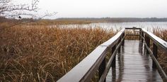 a wooden walkway leading to a body of water with tall grass on both sides and trees in the background