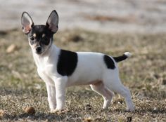 a small black and white dog standing in the grass