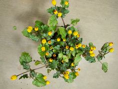 a potted plant with yellow flowers and green leaves on the side of a wall