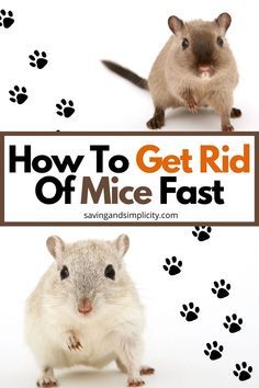 how to get rid of mice fast and avoid them from getting eaten by the rat