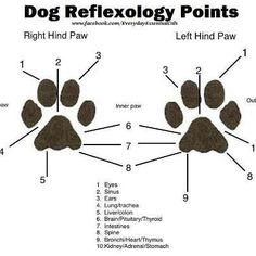 the dog's paw is labeled in three different languages, including one for each