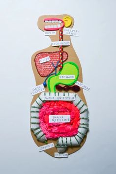 an art project made out of cardboard and paper with different parts on it, including the stomach