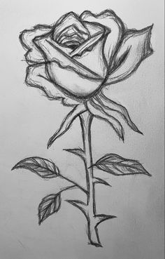 a pencil drawing of a rose with leaves