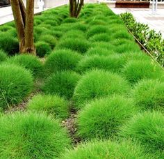 green grass is growing on the side of a building with trees in the foreground