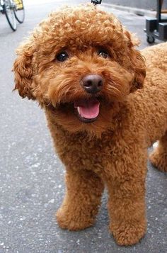 a brown dog standing on top of a sidewalk