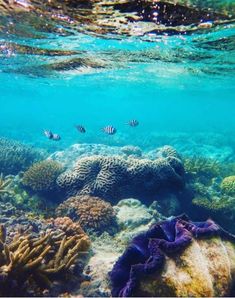 an underwater view of corals and fish in the ocean