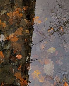 leaves floating on the surface of a body of water next to a leaf covered sidewalk