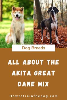 two dogs standing next to each other in the woods with text that reads, all about the akita great dane mix