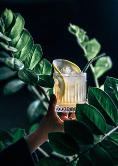 a hand holding a glass with a lemon and ice on it next to some green leaves