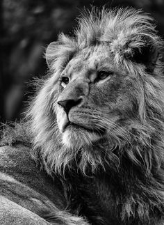 a black and white photo of a lion