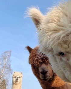 an alpaca and a llama in the background