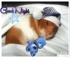 a brown and white cat laying on top of a bed next to a stuffed animal