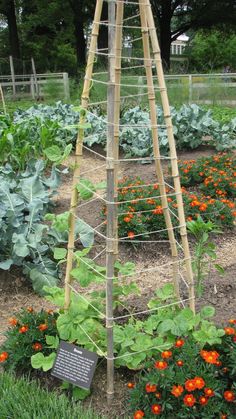 a garden filled with lots of plants and flowers