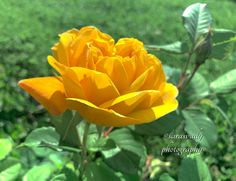 a yellow flower with green leaves in the foreground and grass in the back ground