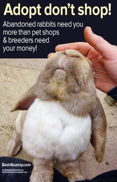 a person holding a rabbit in their hand with the caption best bunny ever shop