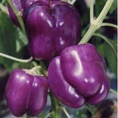 PURPLE BEAUTY SWEET BELL PEPPER -  Blocky, thick-walled, dark purple bells set well not only in the crown, but also as limb set. Compact plants offer good foliage cover for the fruit. Beautiful in salads as well as stuffed. 70 days. 10 Seeds Purple Bell Pepper, Indoor Plants Styling, Hot Pepper Seeds, Capsicum Annuum, Sweet Bell Peppers, Sweet Pepper, Stuffed Pepper, Mini Bonsai, Pepper Seeds