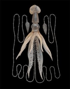 an octopus is shown with its tentacles attached to it's back legs and head