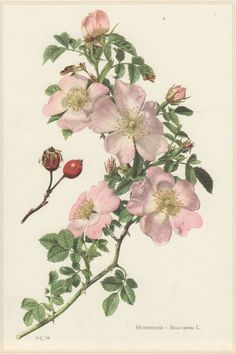 an illustration of pink flowers and leaves on a white background