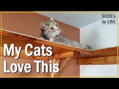 a cat sitting on top of a wooden shelf with the caption my cats love this