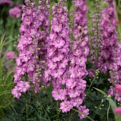 purple flowers are blooming in the garden