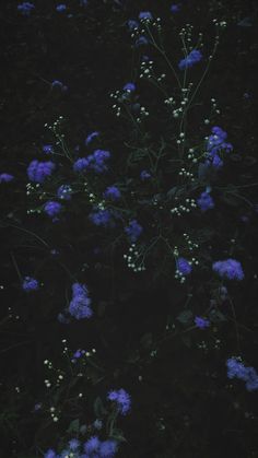 blue flowers are growing in the dark