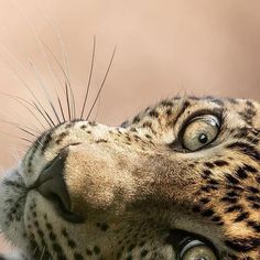 a close up of a cheetah's face with its eyes open