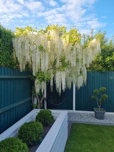 a white flowering tree in the middle of a garden