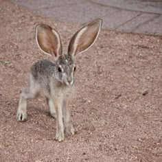 a small rabbit standing on top of a dirt field