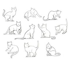 a bunch of cats that are standing up and sitting in the same direction on a white background