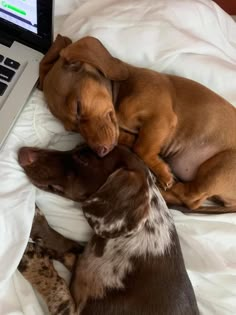 two dogs are sleeping next to each other in front of a laptop