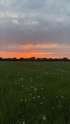 the sun is setting over an open field with wildflowers and trees in the distance