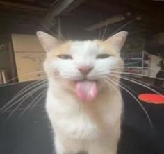 an orange and white cat sticking its tongue out with it's tongue hanging out