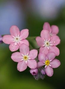 small pink flowers with white and yellow centers