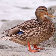 a duck is standing on some rocks by the water