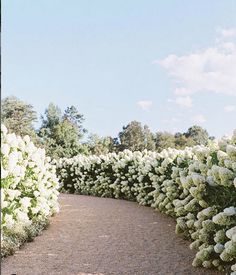 white flowers are growing along the side of a path