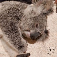 a koala sleeping on the floor with its head resting on it's back