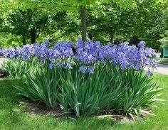 blue flowers are growing in the grass near trees