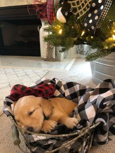 a dog curled up in a basket under a christmas tree