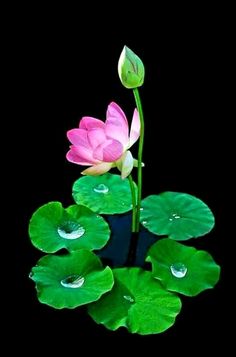 a pink flower sitting on top of a green leaf covered waterlily pond with drops of dew