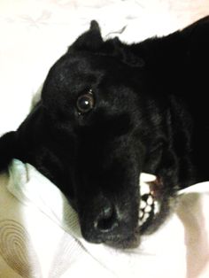 a black dog laying on top of a bed